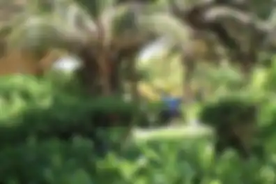 Propiedad MORESU Imagen 02entrada_terreno_puerto_morelos_moresu.JPG